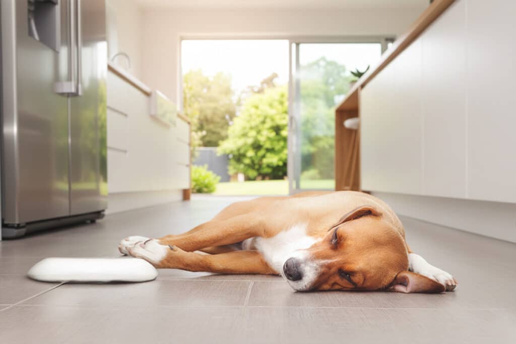 a dog in the floor of a kitchen feeling hot